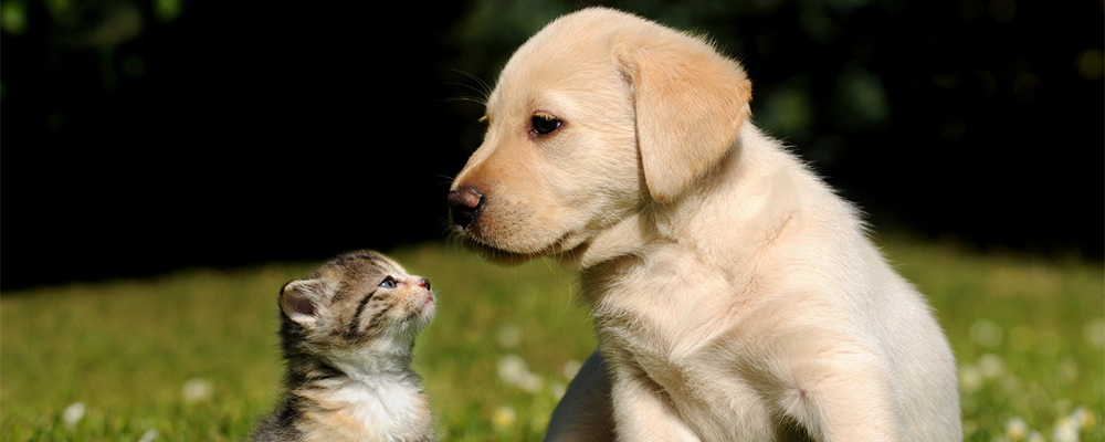 犬と猫は離れてお泊り