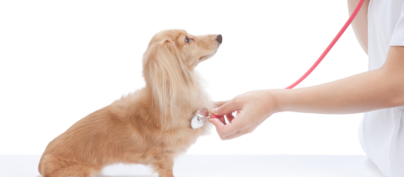 犬の病気・症状