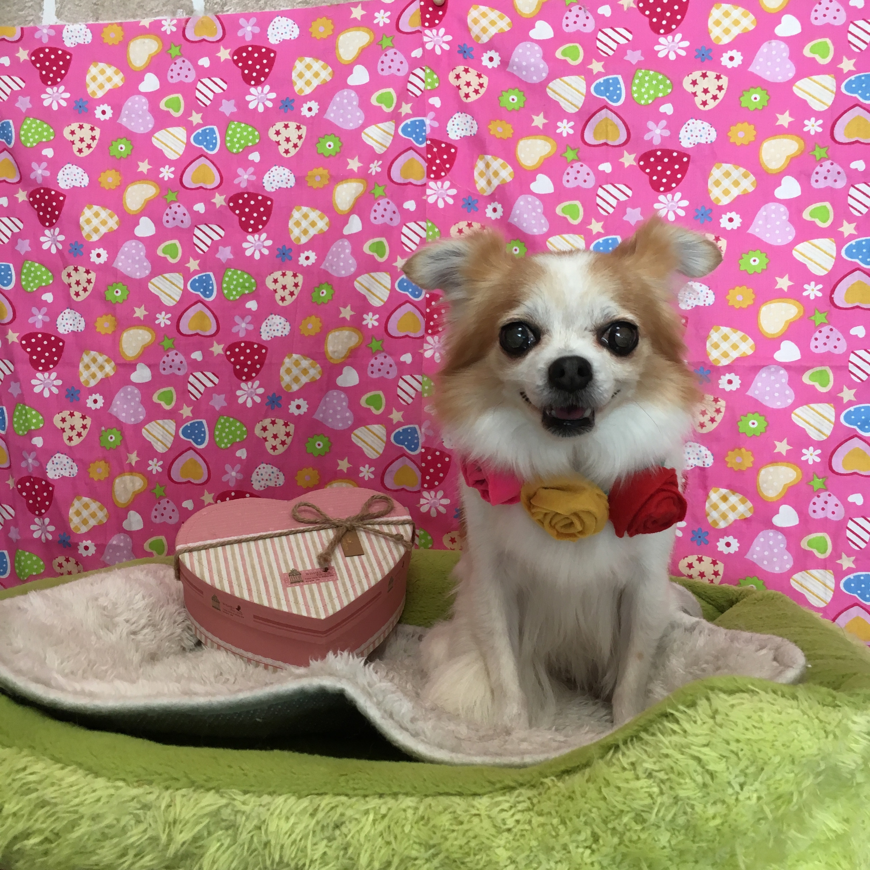 モモ