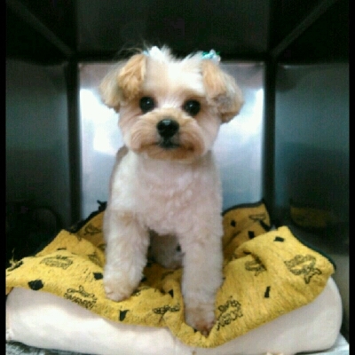 imgg51965214_1426514256515