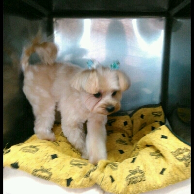 imgg51965214_1426514256516