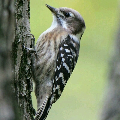 imgPL606247717_1445255557965