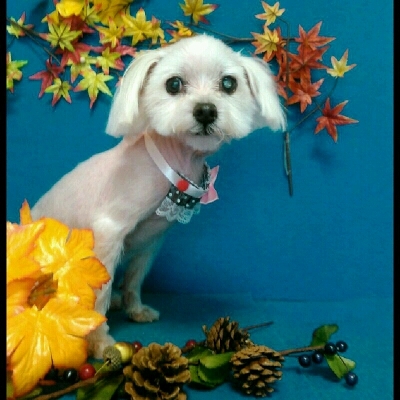 imgPL606247717_1446734977764