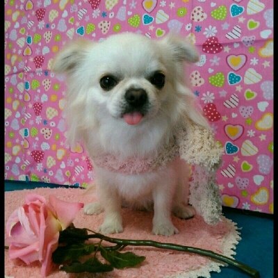 imgPL606247717_1452773714265