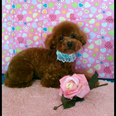 imgPL606247717_1452773714266