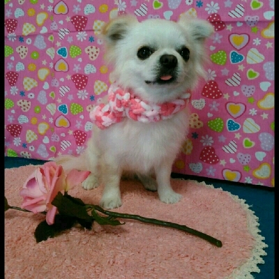 imgPL606247717_1452775378959