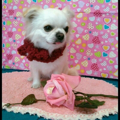 imgPL606247717_1452775378961