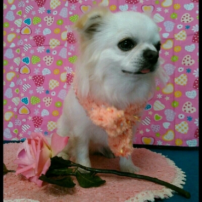 imgPL606247717_1452775378962