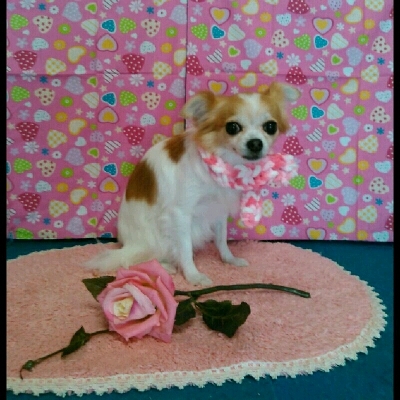 imgPL606247717_1452924356141