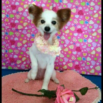 imgPL606247717_1452946050958