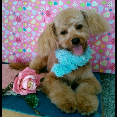 imgPL606247717_1453303347769