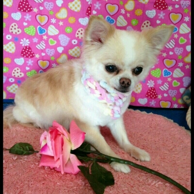 imgPL606247717_1453550286904