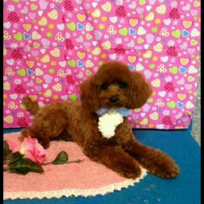 imgPL606247717_1453550286905