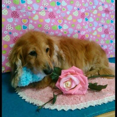 imgPL606247717_1455355021013