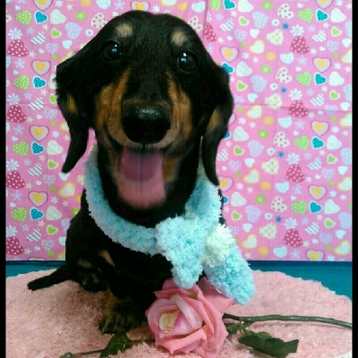 imgPL606247717_1455355021014