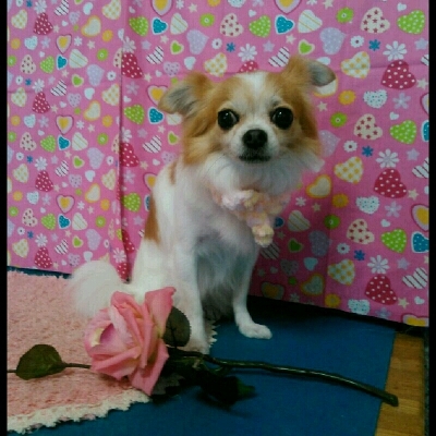 imgPL606247717_1455372108778