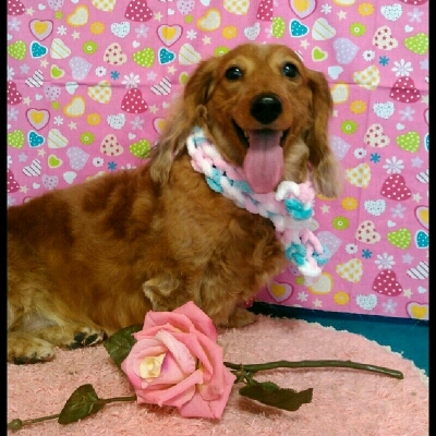 imgPL606247717_1455372108779