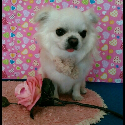 imgPL606247717_1455513731402