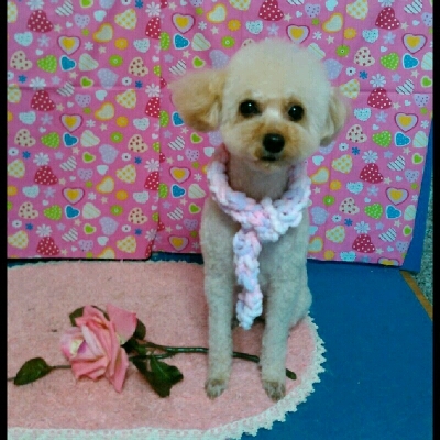 imgPL606247717_1455513731404