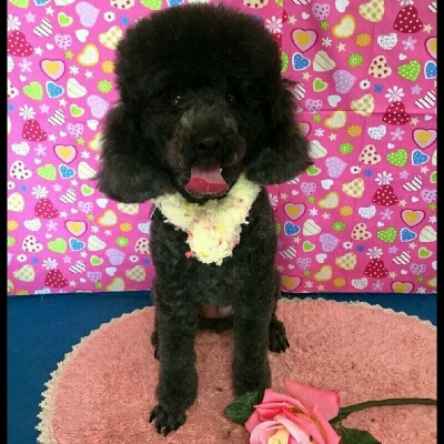 imgPL606247717_1455769673668