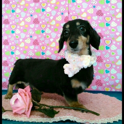 imgPL606247717_1455771323550