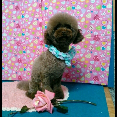 imgPL606247717_1456136683419