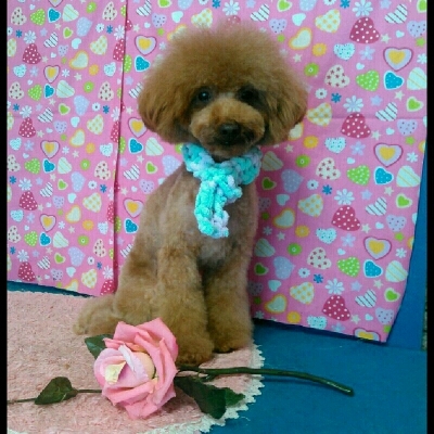 imgPL606247717_1456315853143