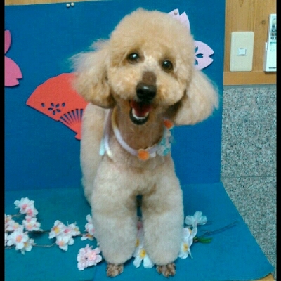 imgPL606247717_1457515512906