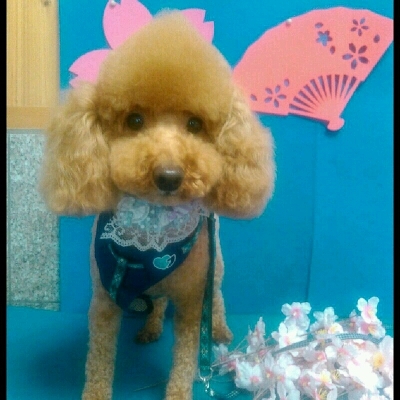 imgPL606247717_1457590524149