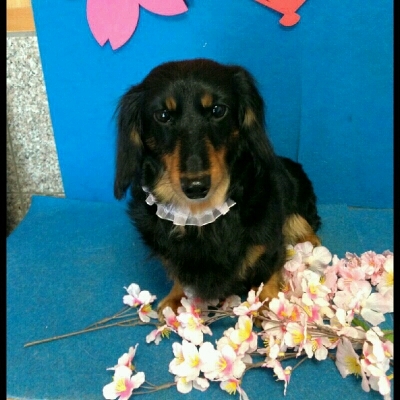 imgPL606247717_1457711041523