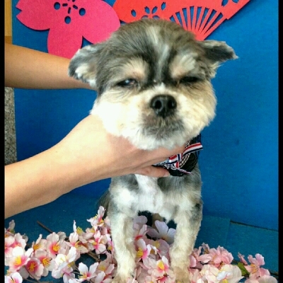 imgPL606247717_1457711041524