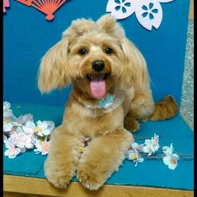 imgPL606247717_1457939605300