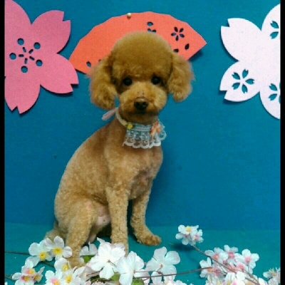 imgPL606247717_1457939605301