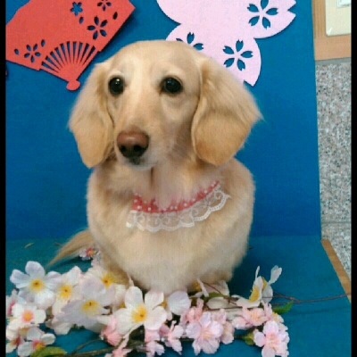 imgPL606247717_1458027657848