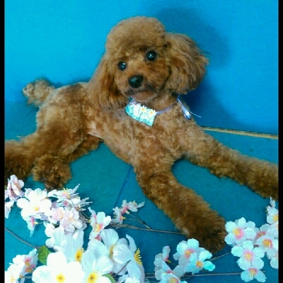 imgPL606247717_1458027657849