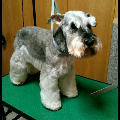 imgPL606247717_1458222541132