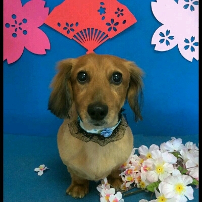 imgPL606247717_1458223722881