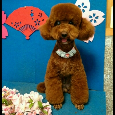 imgPL606247717_1458311925488