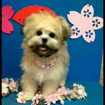 imgPL606247717_1458374211738