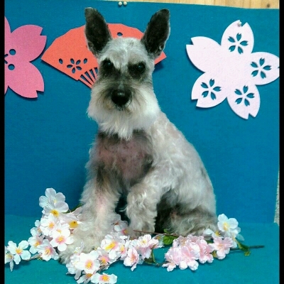 imgPL606247717_1458374211739