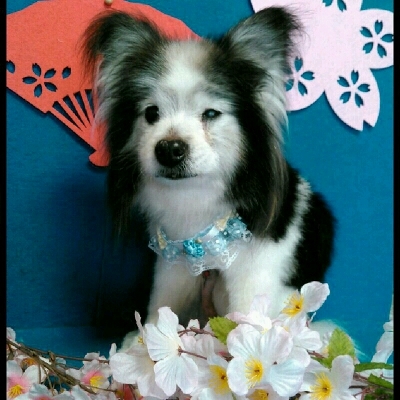 imgPL606247717_1459765558245