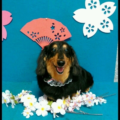 imgPL606247717_1460038528624