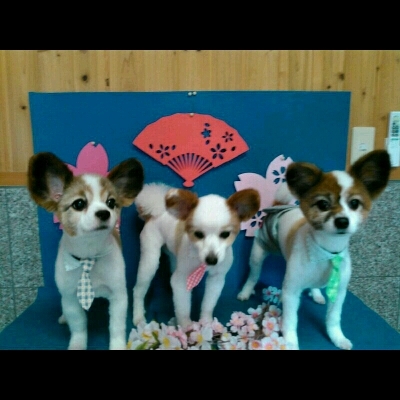 imgPL606247717_1460628211981