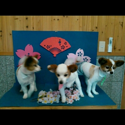 imgPL606247717_1460628211983