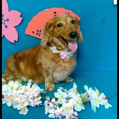 imgPL606247717_1460806007870