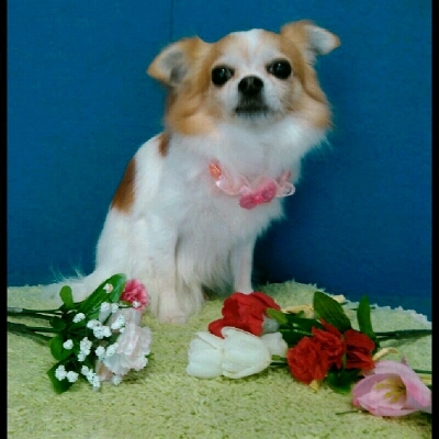 imgPL606247717_1462629260838