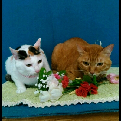 imgPL606247717_1462629260840