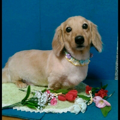 imgPL606247717_1462807252554