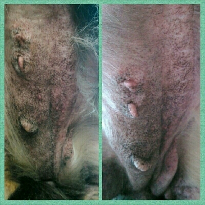 imgPL606247717_1462809554936