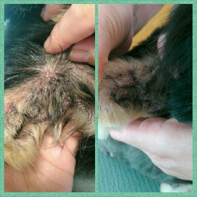 imgPL606247717_1462809554937